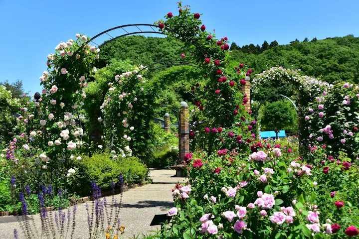 様々な花畑に大人も癒される