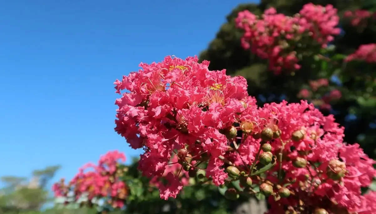 清澄庭園(写真 2)