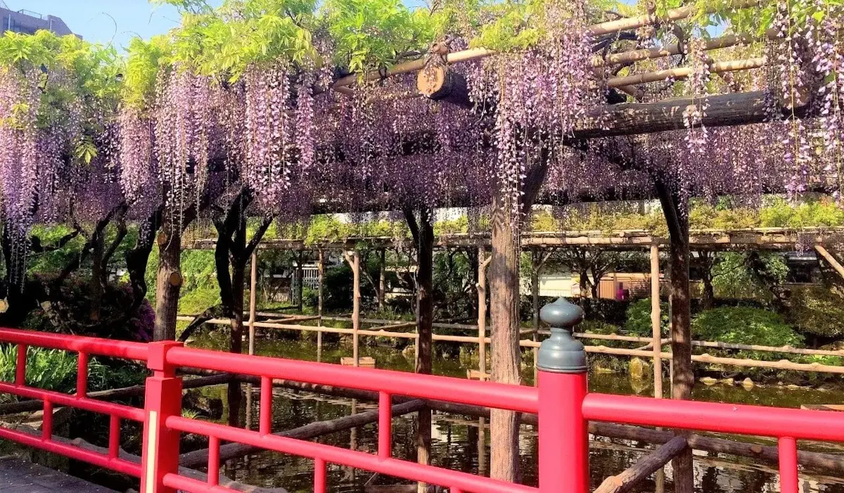 亀戸天神社(写真 2)