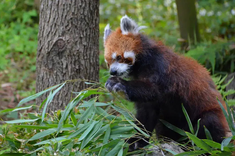 江戸川区自然動物園