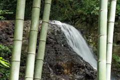 藤本滝
