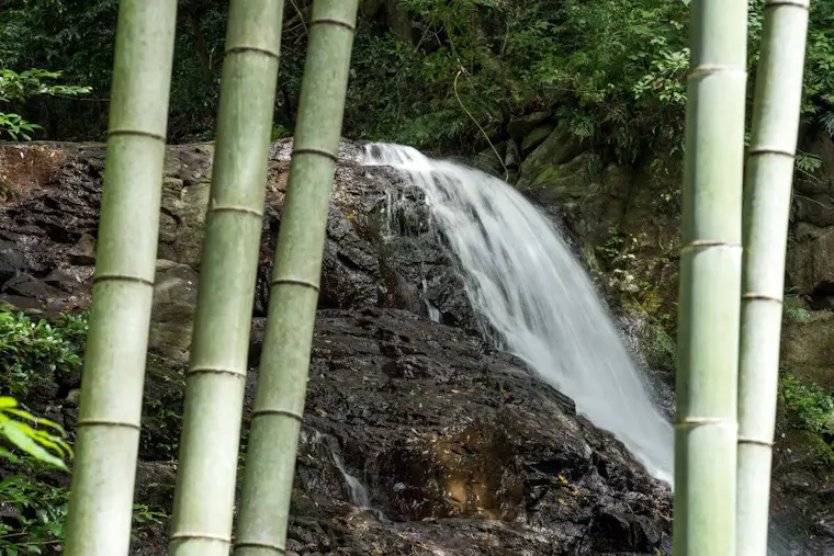 藤本滝