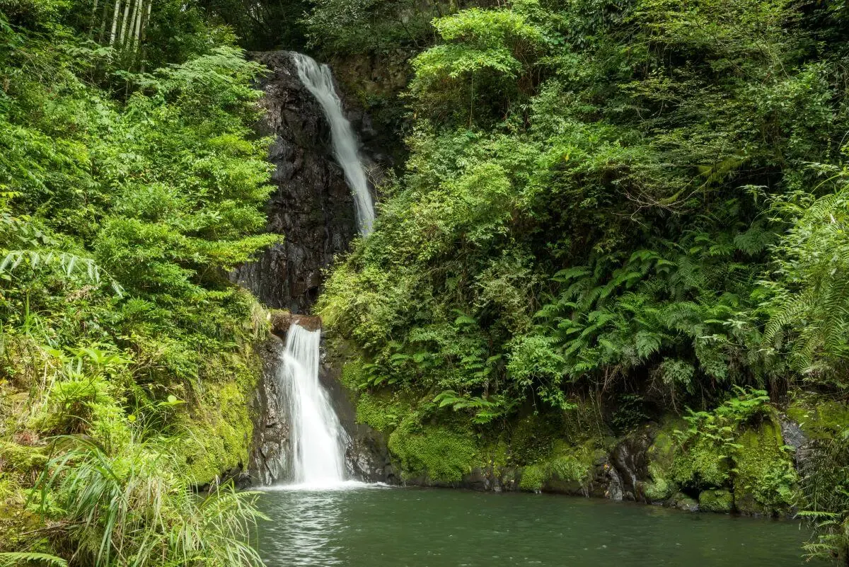 藤本滝（写真 2）