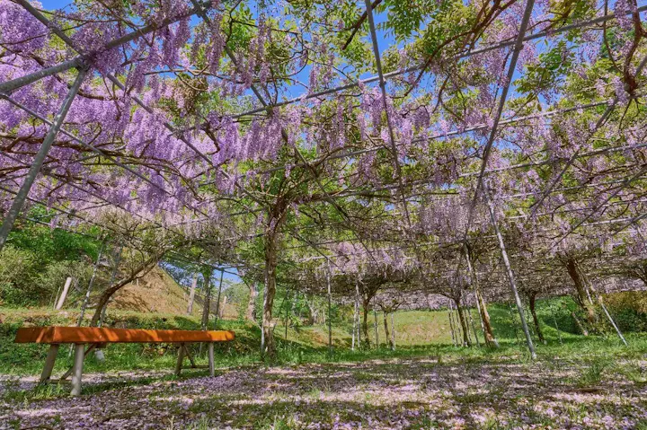 33本の藤の花が美しく咲き誇る！