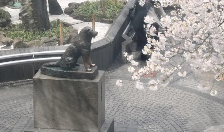 大都会の真ん中に咲く桜