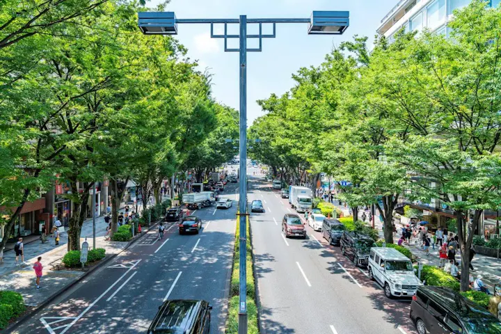 お散歩にもぴったりな表参道のケヤキ並木