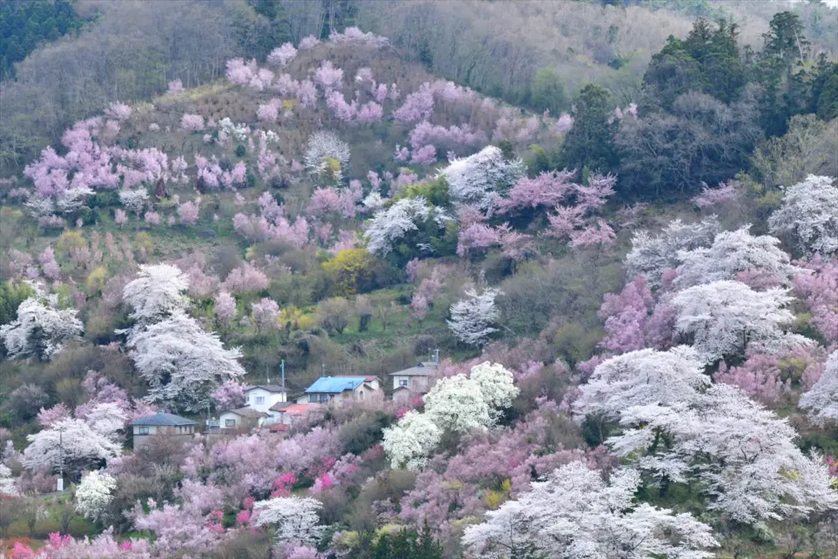 花見山公園(写真 3)