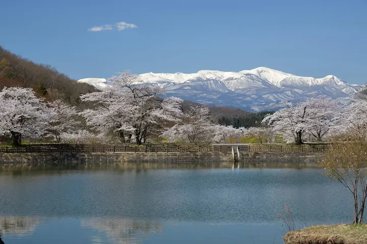 花見山付近にも絶好の花見スポットあり!