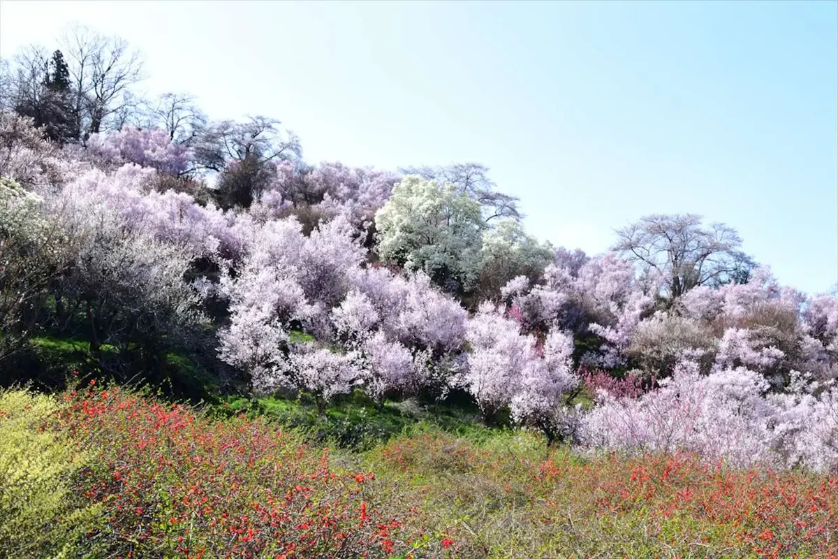 花見山公園(写真 4)