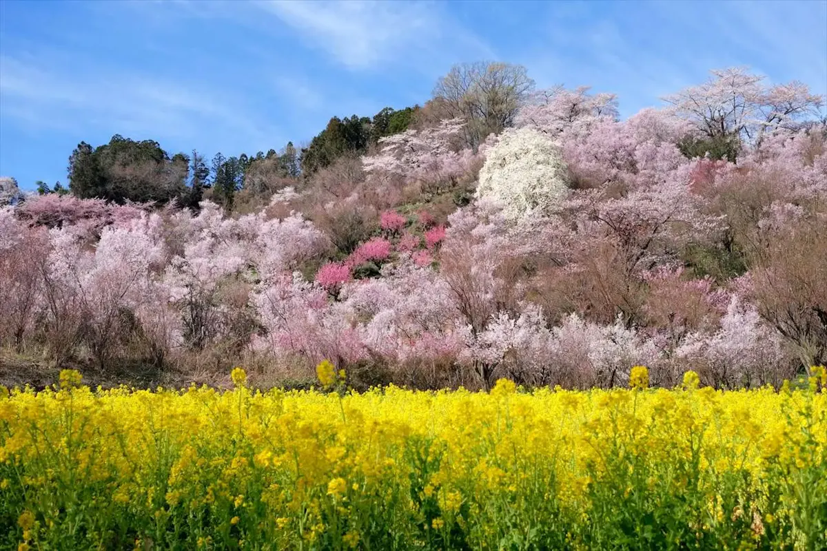 花見山公園(写真 5)