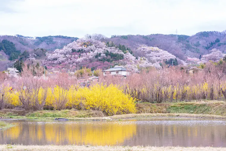 花見山公園
