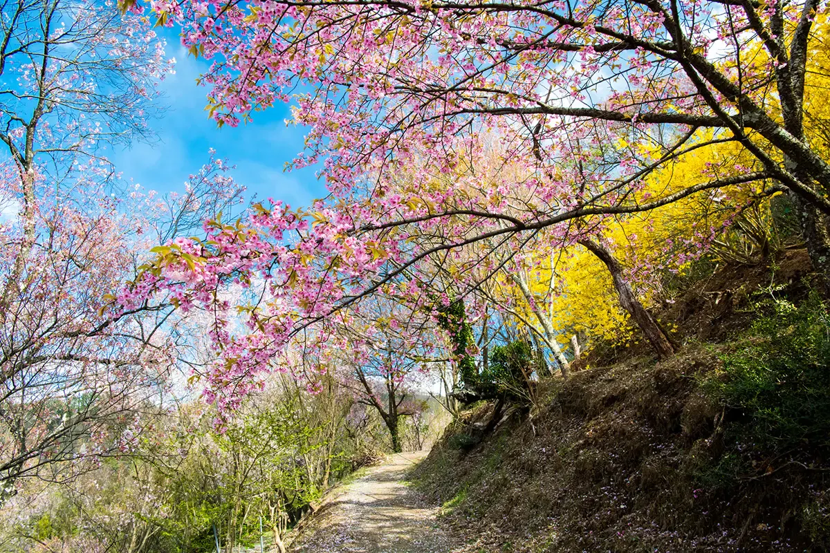 花見山公園(写真 2)