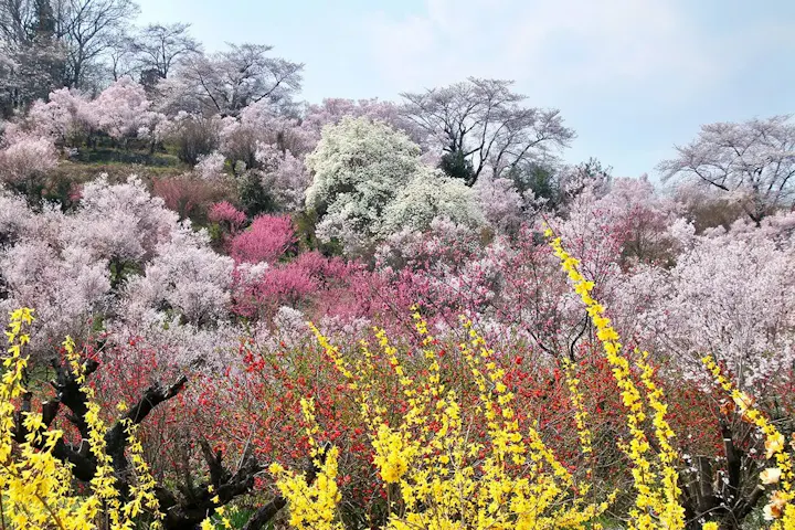 福島に桃源郷あり!一面を彩る花々