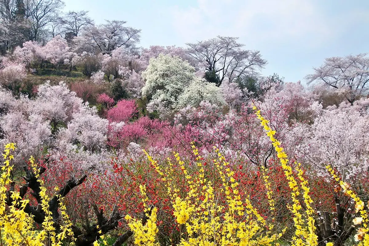 花見山公園(写真 6)