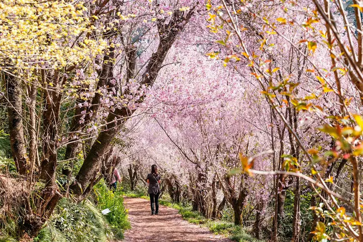 「桜のトンネル」は見なきゃ損!