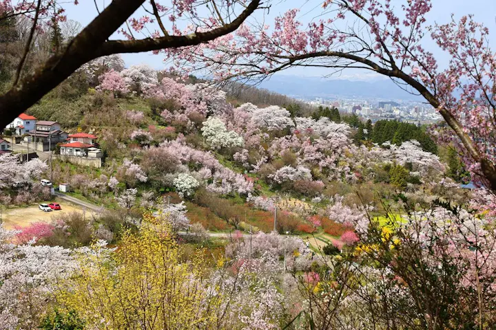 公園内の散策コースを3種類用意!