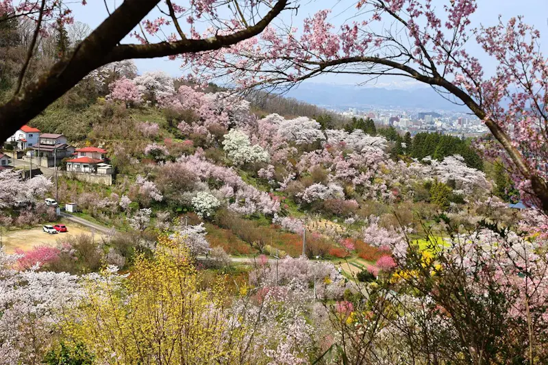 花見山公園