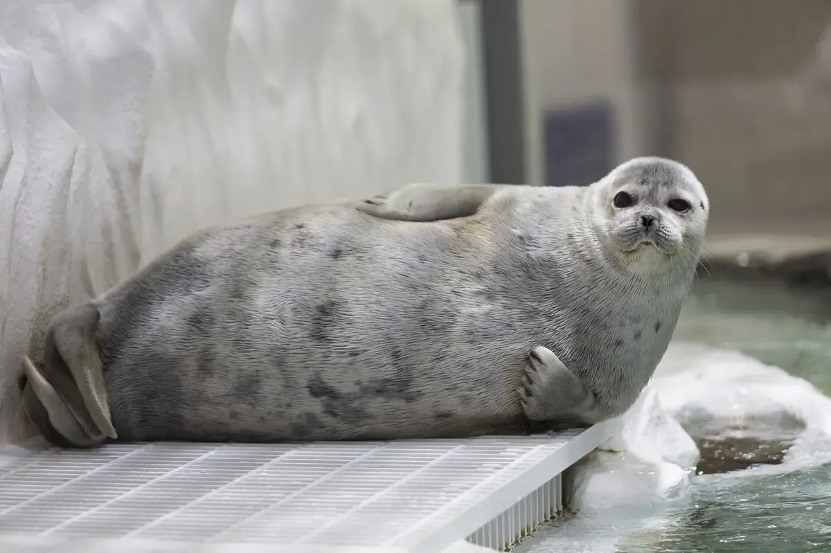 海遊館（写真 2）