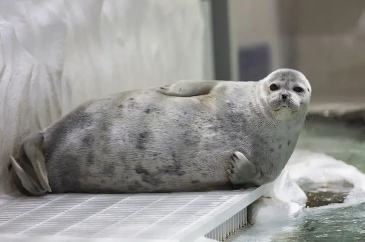 太平洋と周辺に生息する生き物に出会える