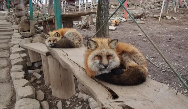 蔵王キツネ村