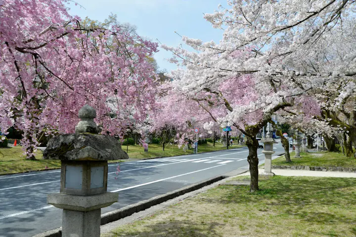 桜並木が美しい春の風景を楽しむ