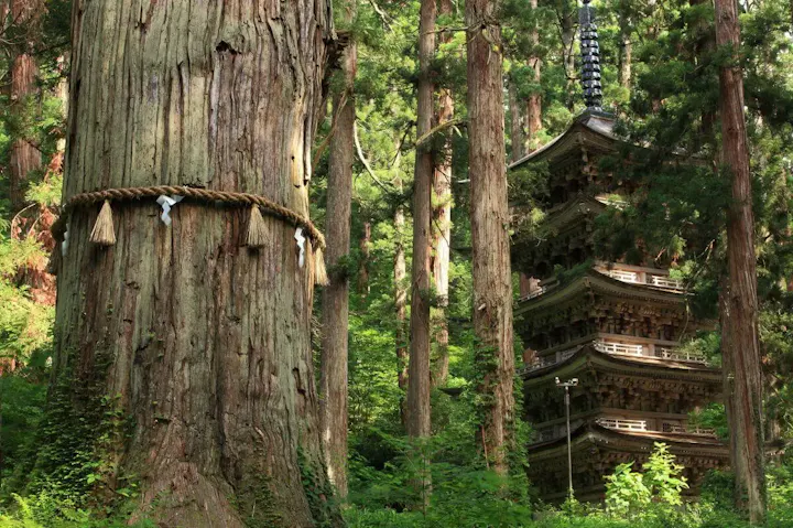 樹齢1000年と言われる巨大な杉の木！