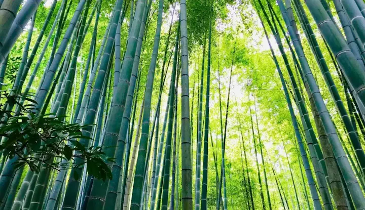 竹林の美しさに癒される