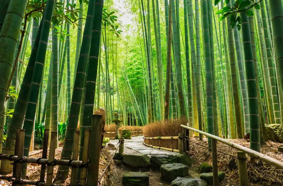 報国寺（竹寺）