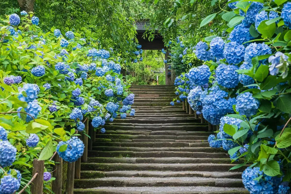 明月院(あじさい寺)