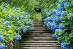 明月院（あじさい寺）
