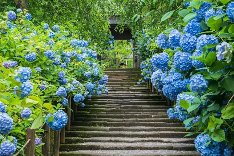 明月院(あじさい寺)