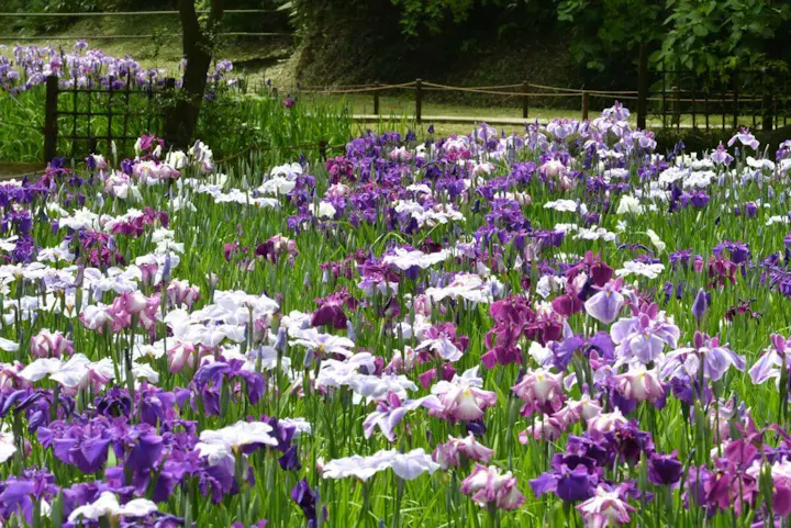 紫陽花以外にも四季折々の美しさが楽しめる!