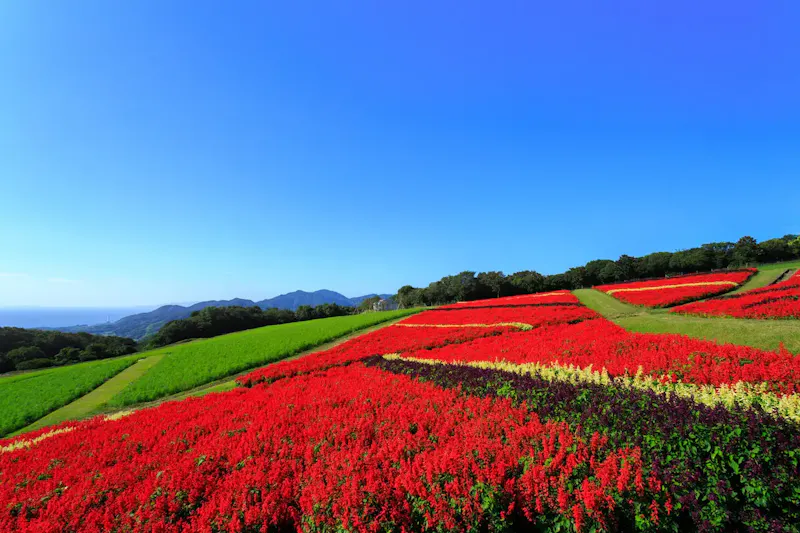 あわじ花さじき