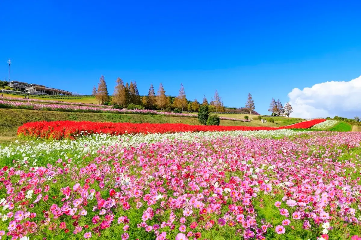 あわじ花さじき（写真 3）
