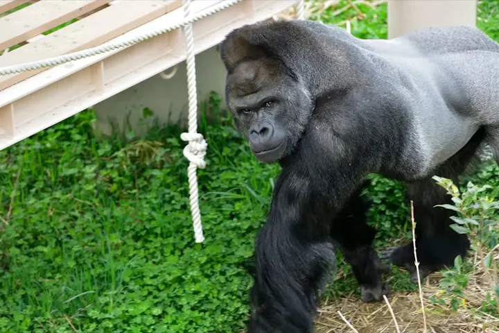 イケメンゴリラの「シャバーニ」