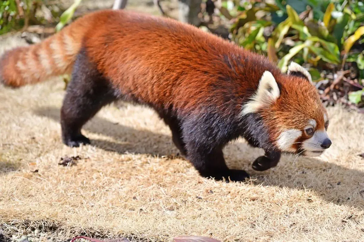 東山動物園（写真 4）