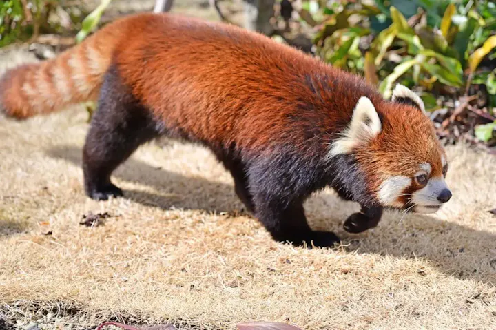 愛くるしい見た目のレッサーパンダ！