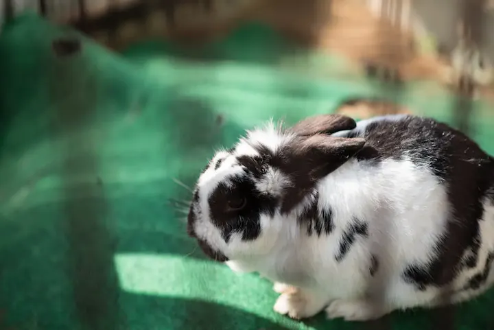 モルモットやうさぎとのふれあい体験