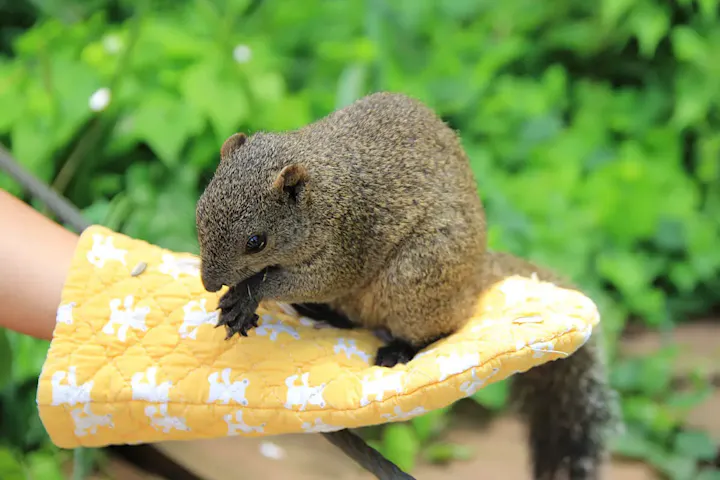 リスに直接エサをあげられる