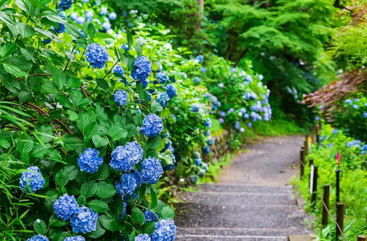 紫陽花の名所!あじさい祭りが開催される
