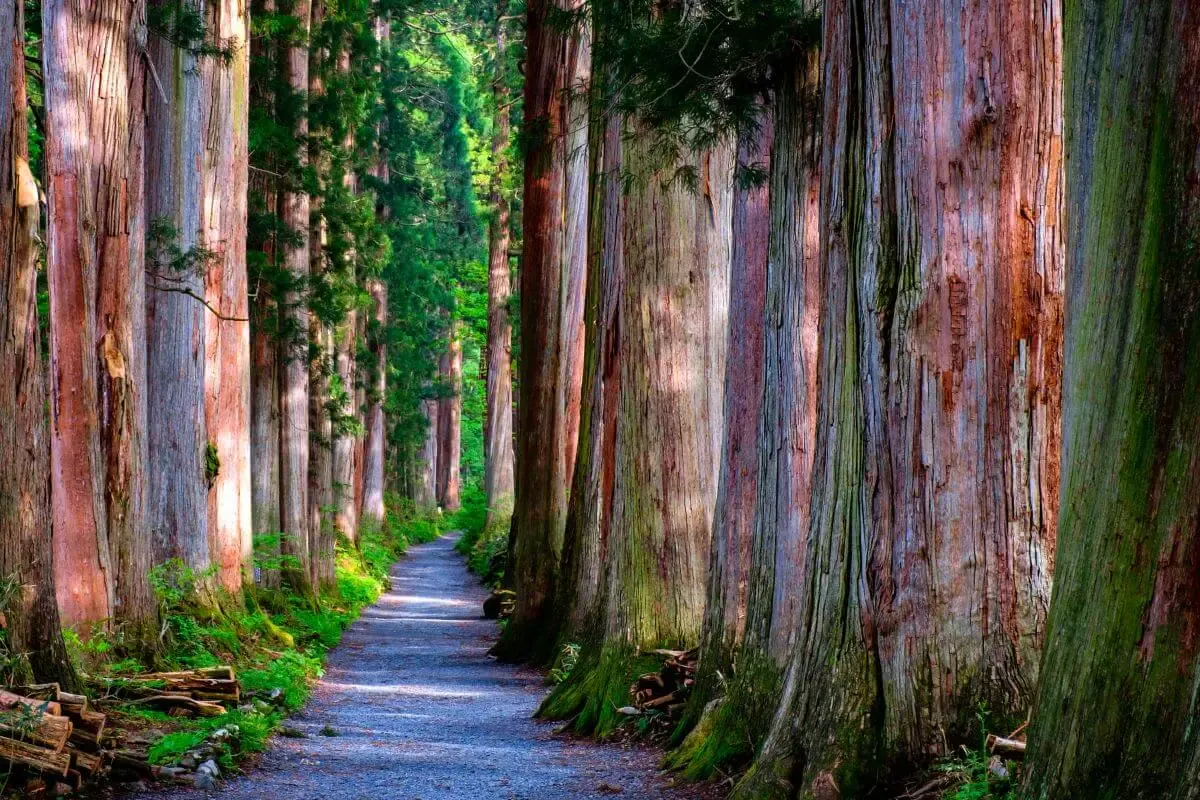 戸隠神社(写真 4)