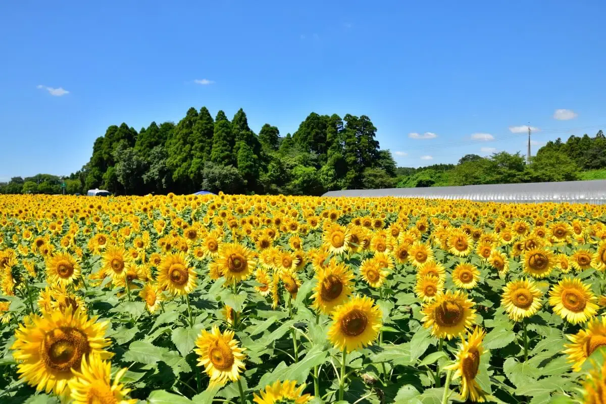 成田ゆめ牧場（写真 2）