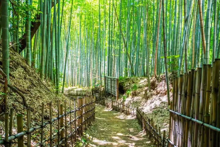 写真場映え抜群！「ひよどり坂」