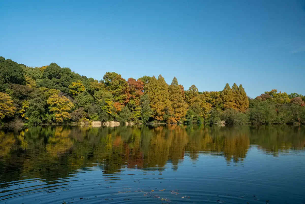石神井公園(写真 3)