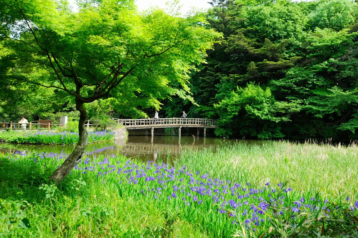 石神井公園