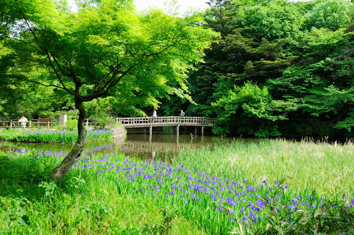 沼沢植物群落の貴重な植物