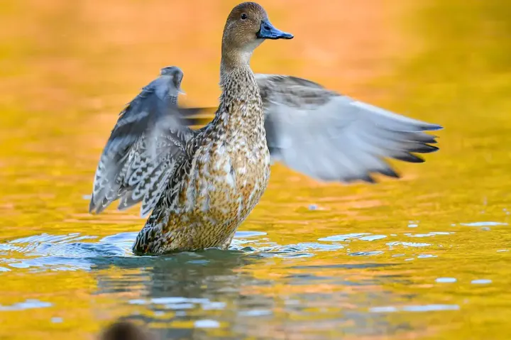 水鳥を鑑賞できる石神井公園