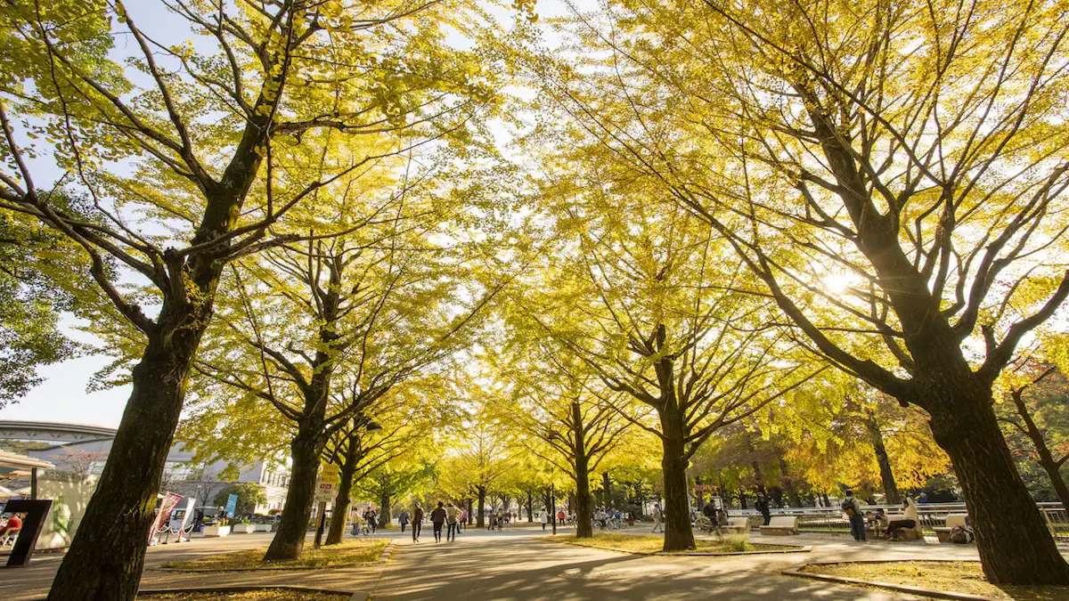 光が丘公園