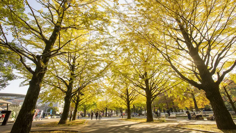 光が丘公園