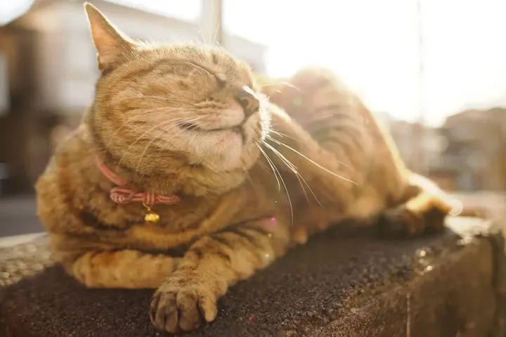 夕やけだんだんで猫を鑑賞